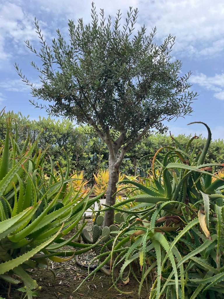לסקארי B&B Lo&G מראה חיצוני תמונה